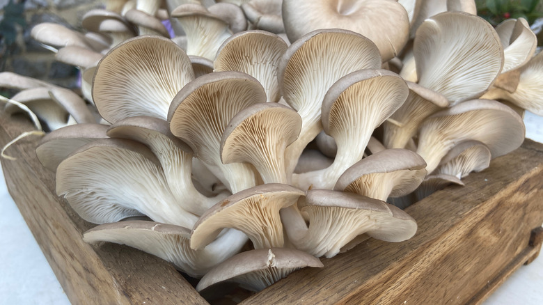 growing mushrooms at home