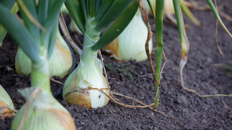 Onion plants grow in garden