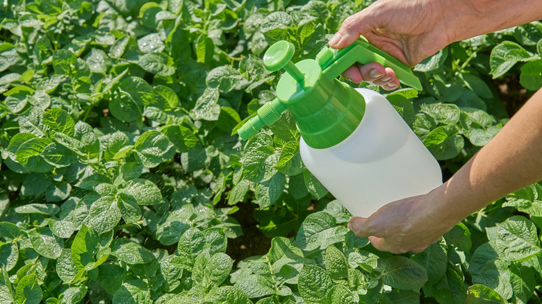 spraying potato plants