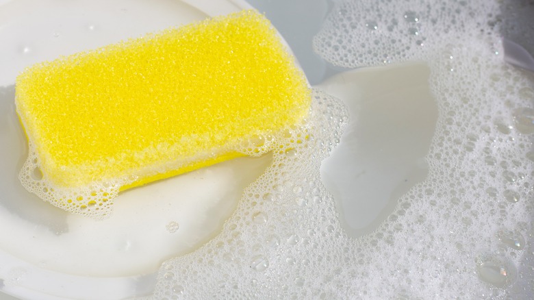 Here's How Dirty Kitchen Sponges Really Are