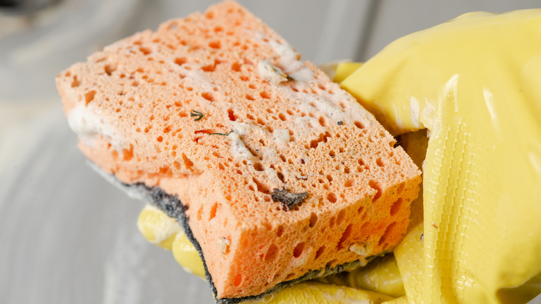 Gloved hand holding dirty sponge