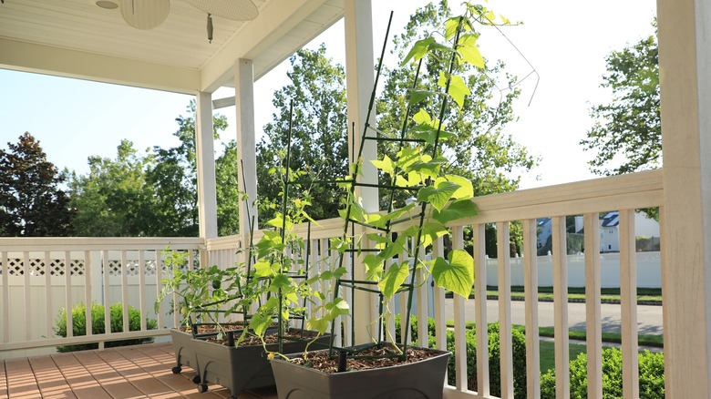 cucumber vines growing in planters