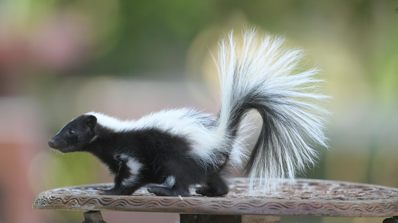 Skunk on a patio table