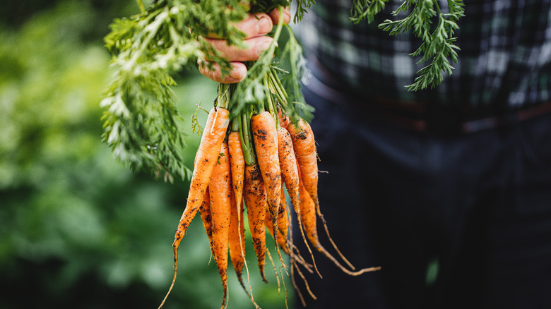 Bunch of freshly pulled carrots