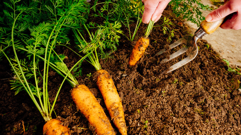 Carrots in the garden
