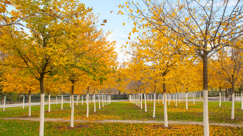 Several maple trees with white trunks