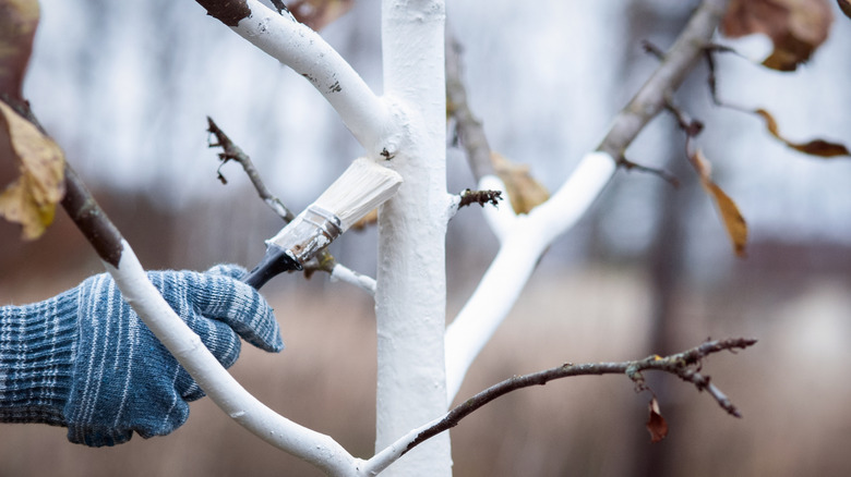 Applying white paint to a young tree