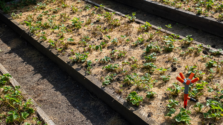Strawberry plant bed mulched with pine straw