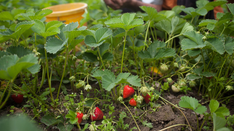 Strawberry plant harvest