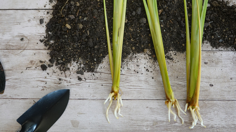 Cuttings with new roots growing ready for planting