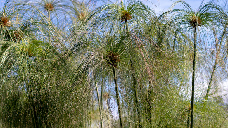 Thriving papyrus plant
