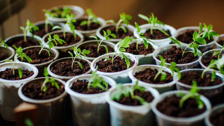 germinated seedlings in seed pots