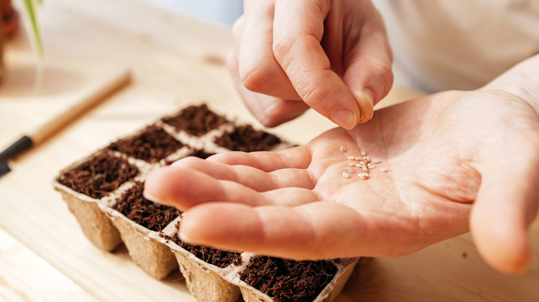 man's hand holding seeds