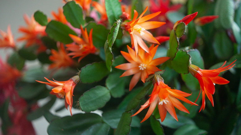 orange Christmas cactus