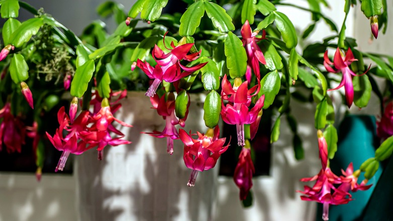 blooming Christmas cactus