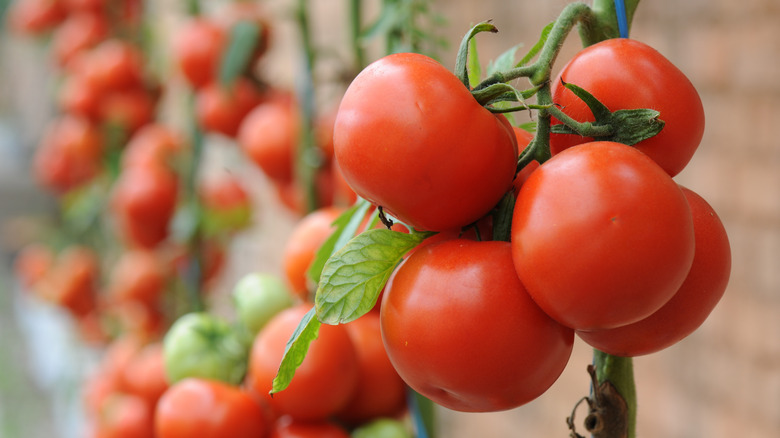 A closeup of beautiful, ripe tomatoes hanging off the vine in a garden.