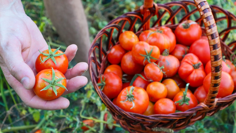 Someone harvesting a basketful of ripe tomatoes.