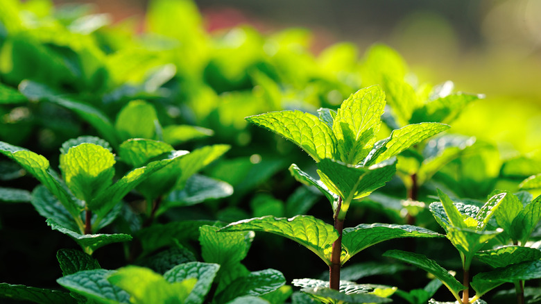 Mint plant in a garden in the sun