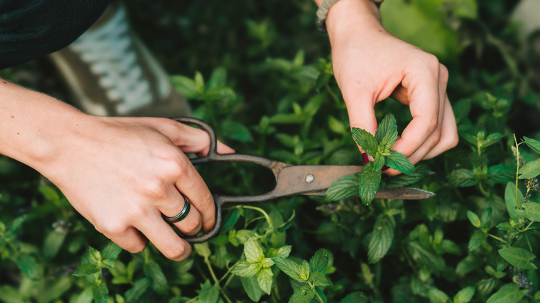 Hands clipping mint leaves from a large plant