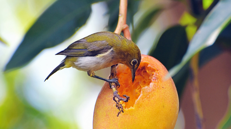Bird eating persimmon
