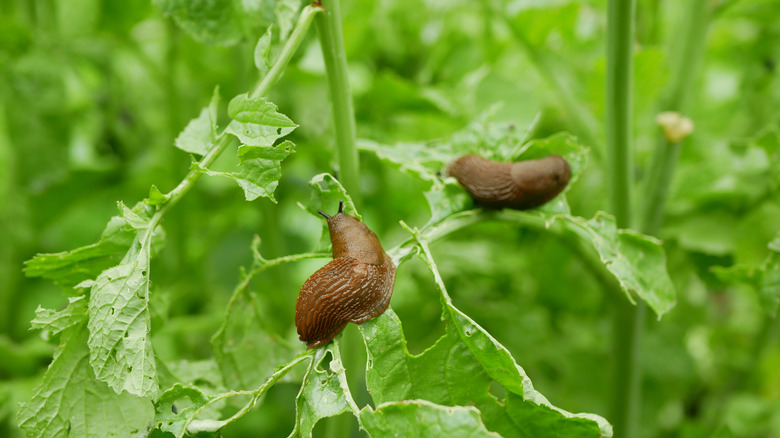 slugs plant leaves