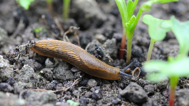 slug by seedlings