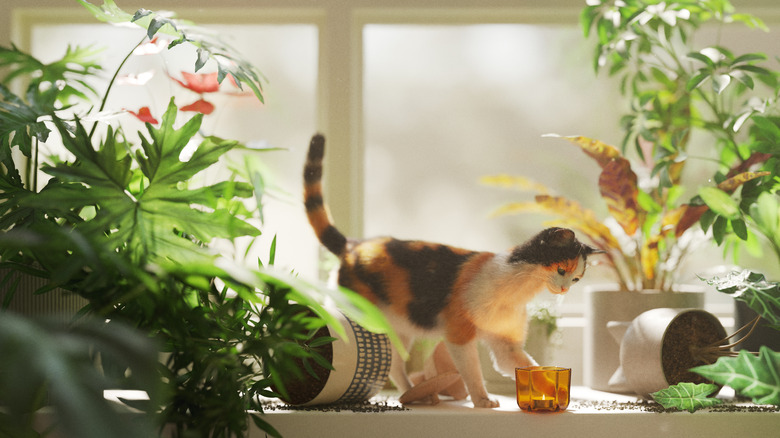 Cat plays among houseplants