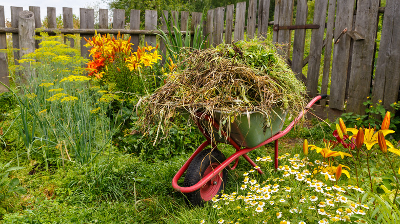 weeds in garden and wheelbarrow