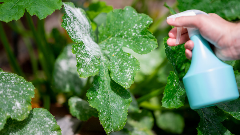 spraying plant that has powdery mildew 