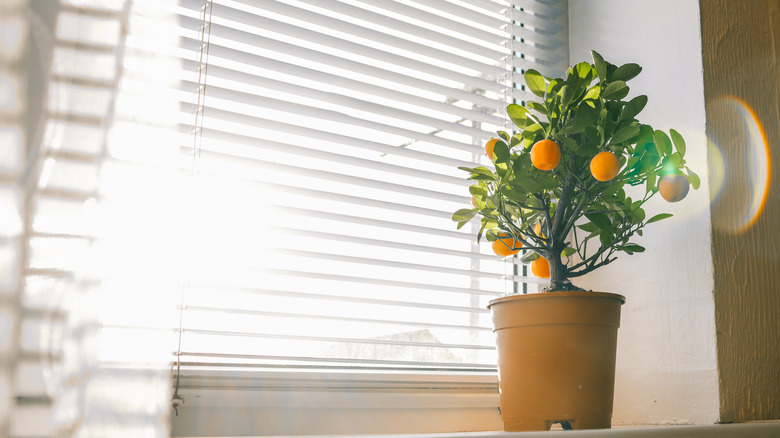 A potted citrus tree near a window