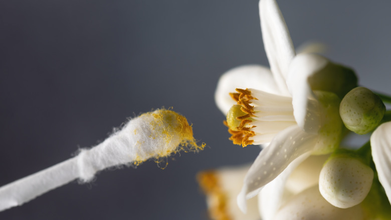Hand pollinating a grapefruit flower