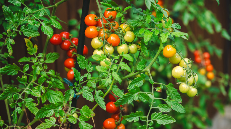Many ripe and unripe tomatoes growing on a tomato plant.