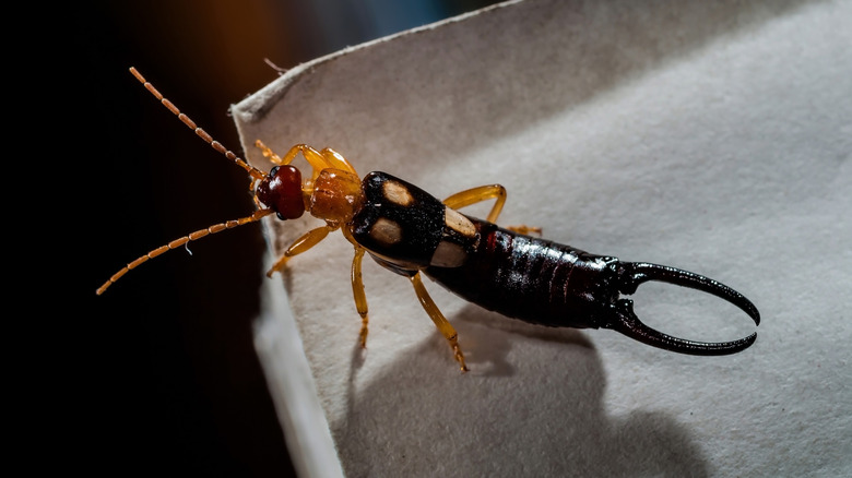 A close-up photo of an earwig standing on the edge of a cardboard paper.