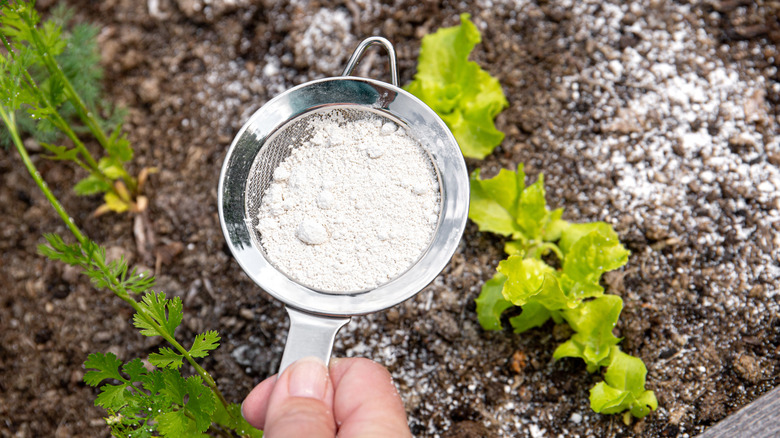 Someone sprinkling diatomaceous earth on the soil of their garden with a small sifter.