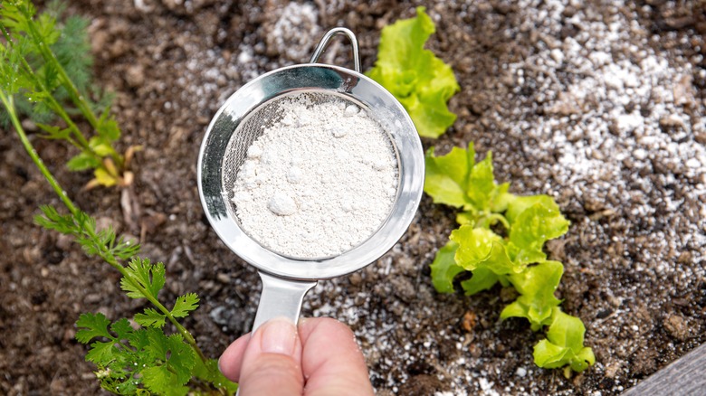 person sprinkling diatomaceous earth