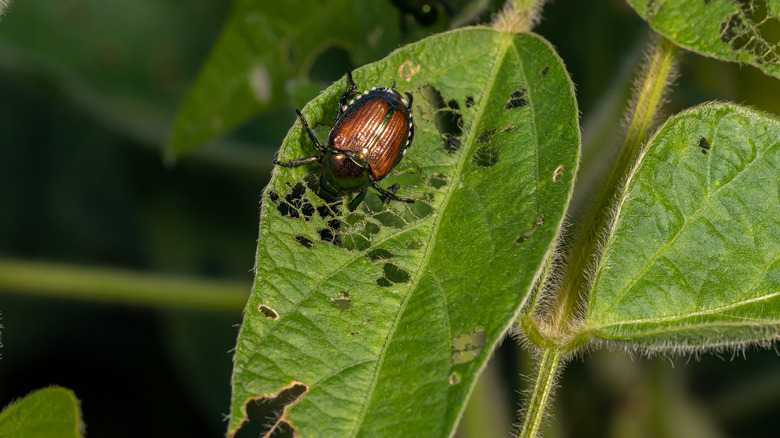 Japanese beetles on leaf