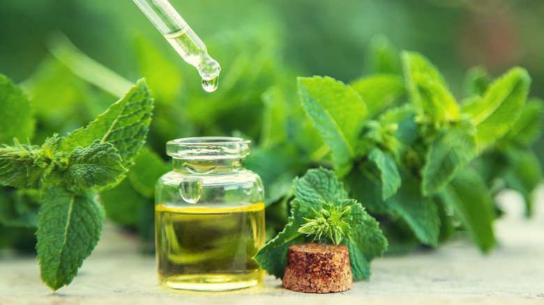 Bottle of peppermint essential oil
