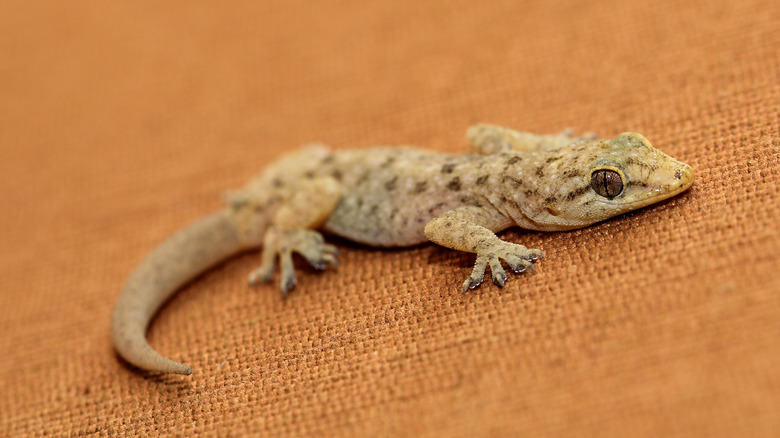 Crawling house gecko