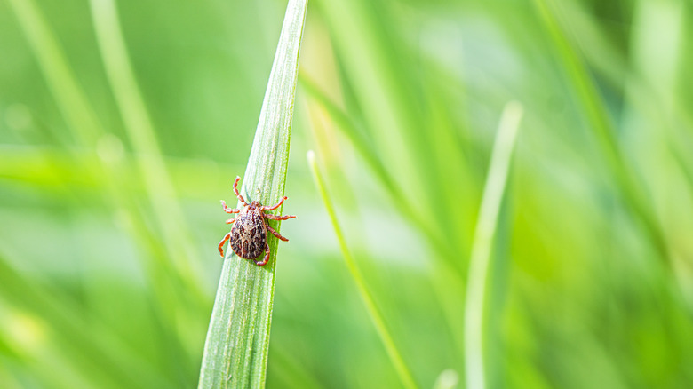 Tick crawling on blade of grass
