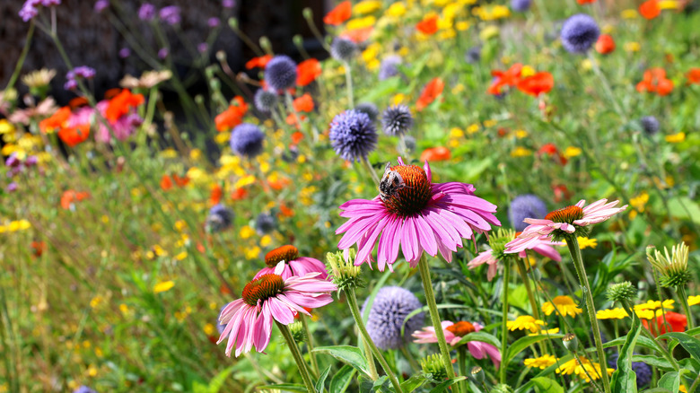 a wildflower garden blooms