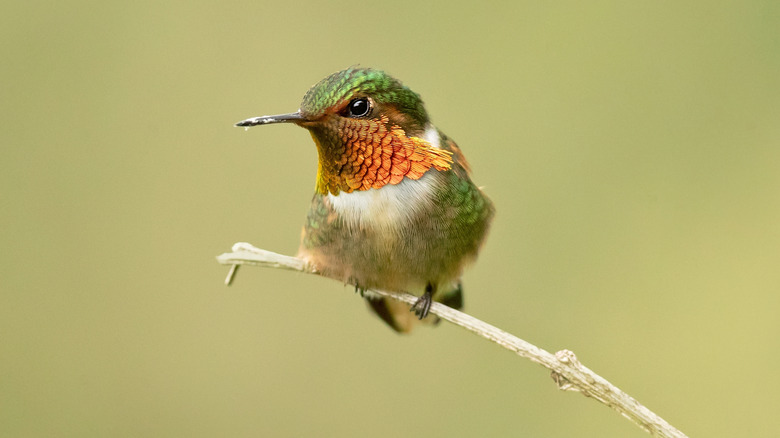 Hummingbird sitting on a branch