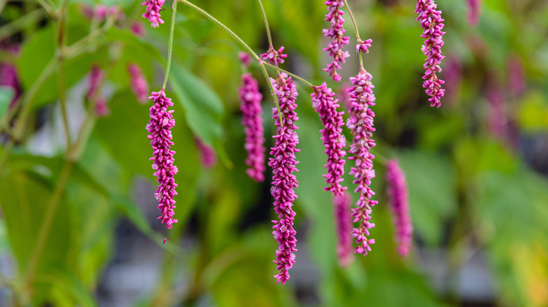 Kiss-me-over-the-garden-gate flowers in full bloom
