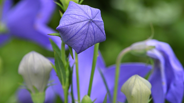 A balloon flower bud prepares to open.