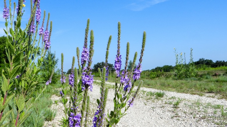 purple hoary vervain blooms on the side of the road