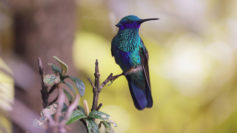 Blue hummingbird perched on a branch