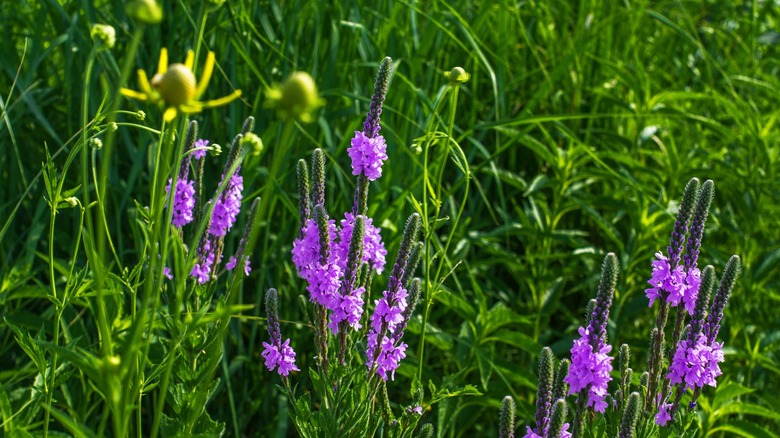 Closeup shot of purple hoary vervain blooms