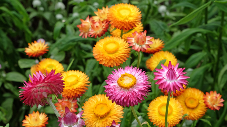 Orange and red strawflowers in bloom