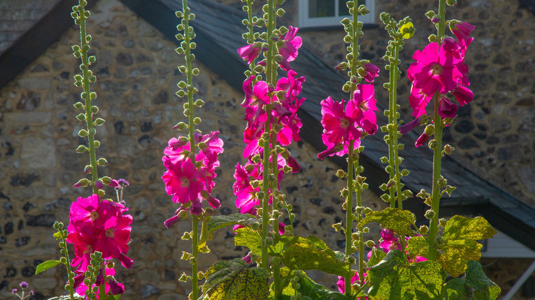 close up picture of purple mullein growing in a garden