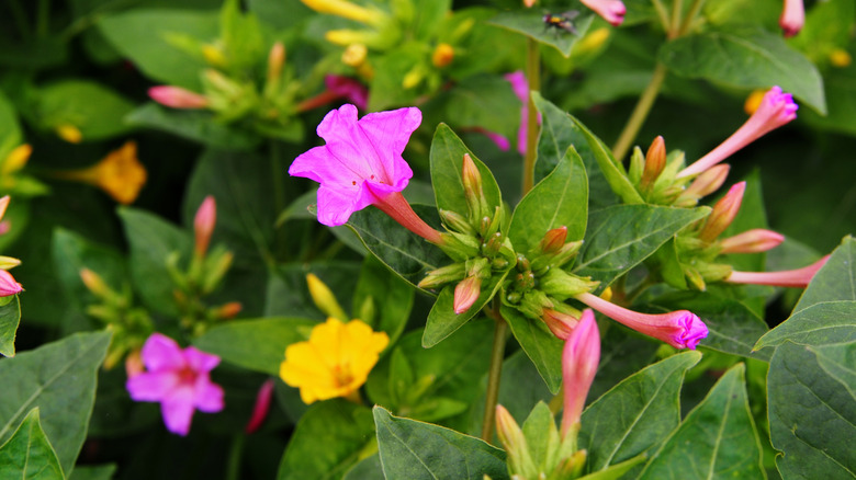 Pink and yellow four o'clock flowers grow as part of a bushy shrub.