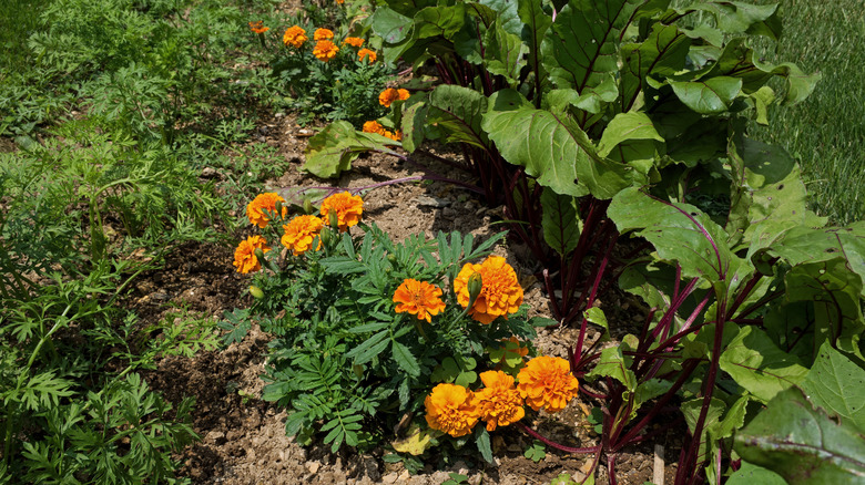 Marigolds planted in a vegetable garden